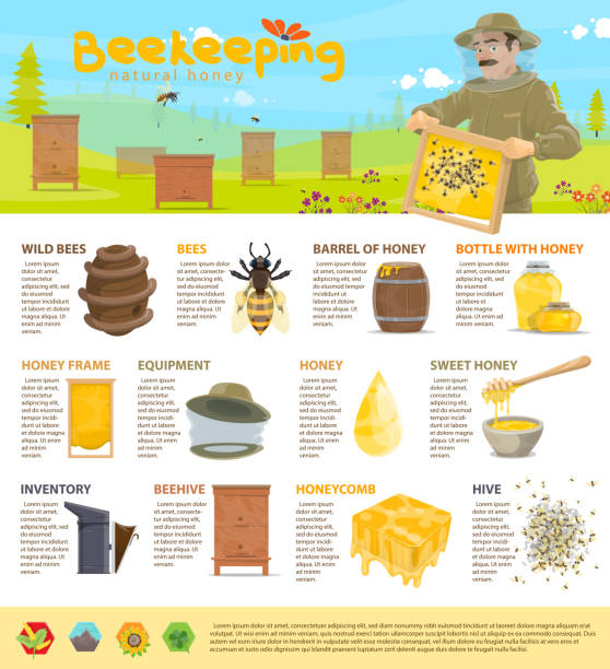 infografiki wektorowe pszczelarstwa miodowego - swarm of bees stock illustrations