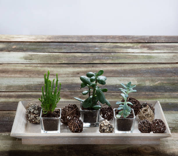 istock fashionable succulent plants on rustic table for botany concept 951828626