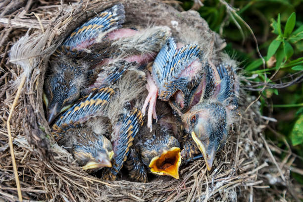 istock Song thrush chicks sitting in nest 951830930