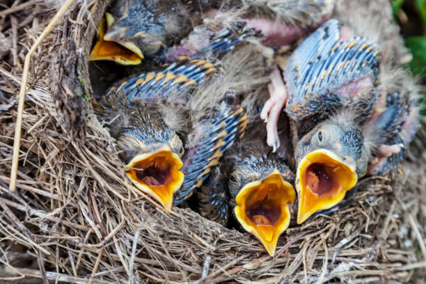 Several hungry cardinal chicks in nest in boxwood bush. Horizontal.