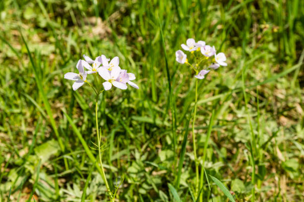 Flowers (Cardamine pratensis, cuckooflower, lady's smock, milkmaids) bloomed on a green meadow.