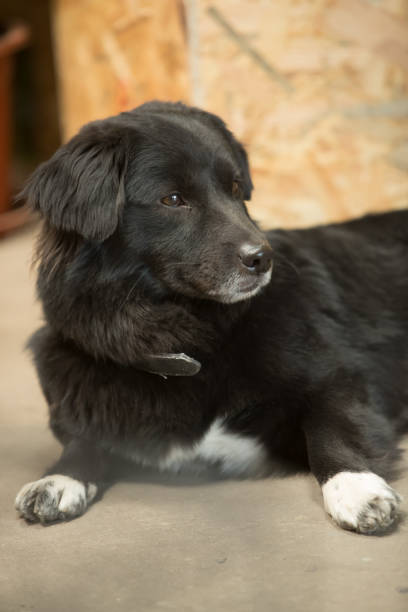 istock Dog of Black 951832482