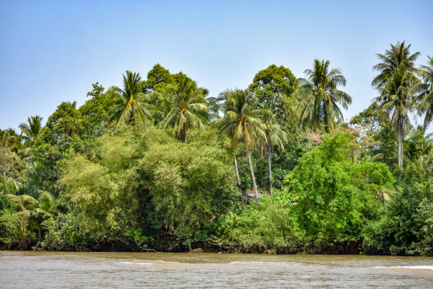 istock Coconut Trees at Mekong River Delta, in Vietnam 951832508