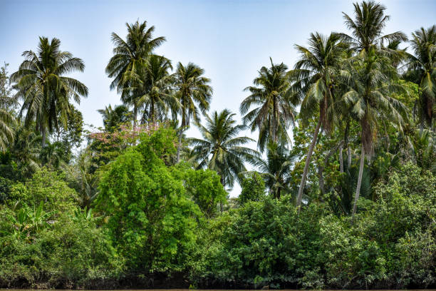 istock Coconut Trees at Mekong River Delta, in Vietnam 951832512