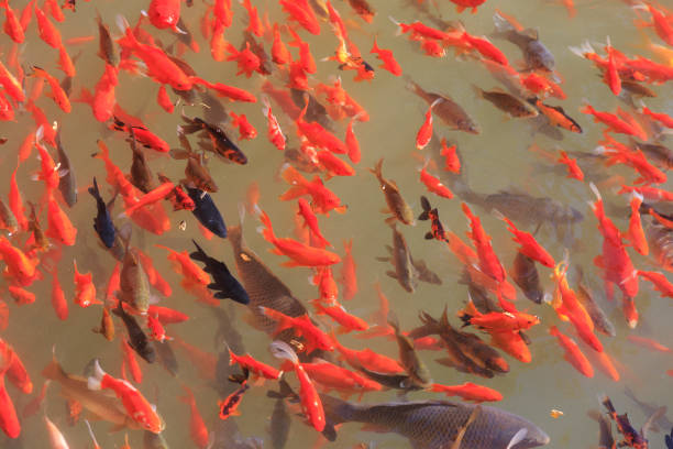istock Goldfish in a pond in Lijang China. 951832704