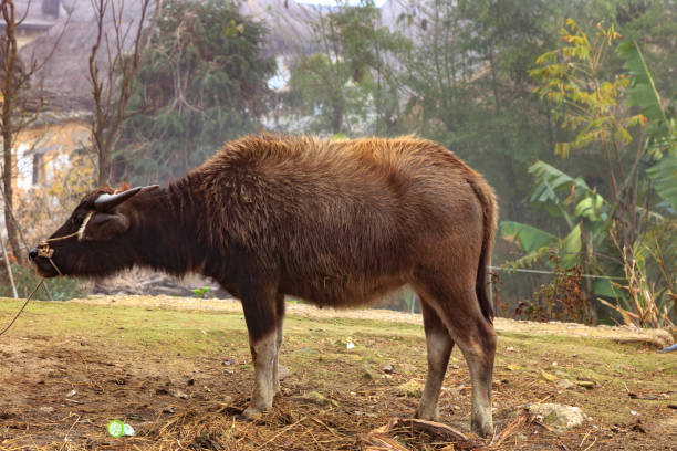 istock Buffalo in Yunnan China 951835996