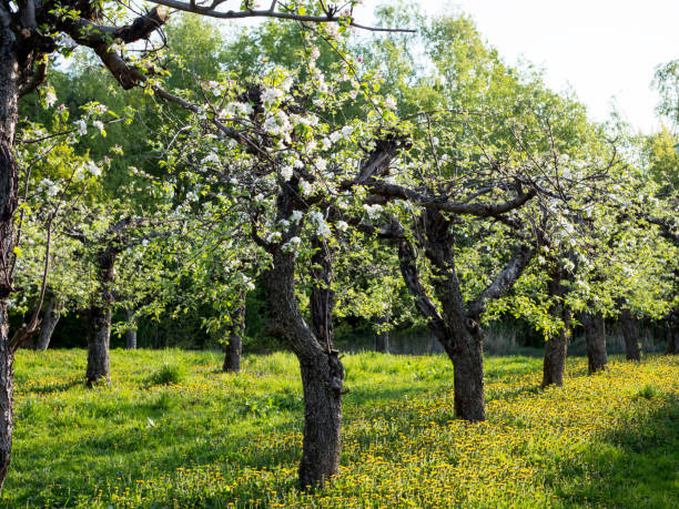 istock Blooming old orchard in the morning sun 951837118