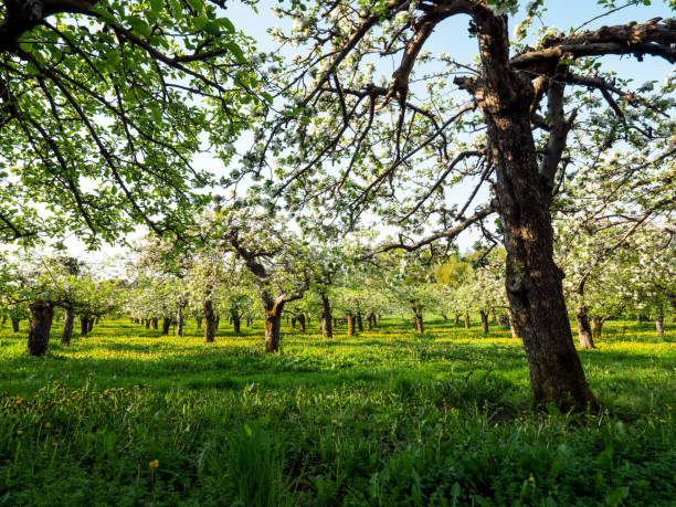 istock Blooming old orchard in the morning sun 951837160