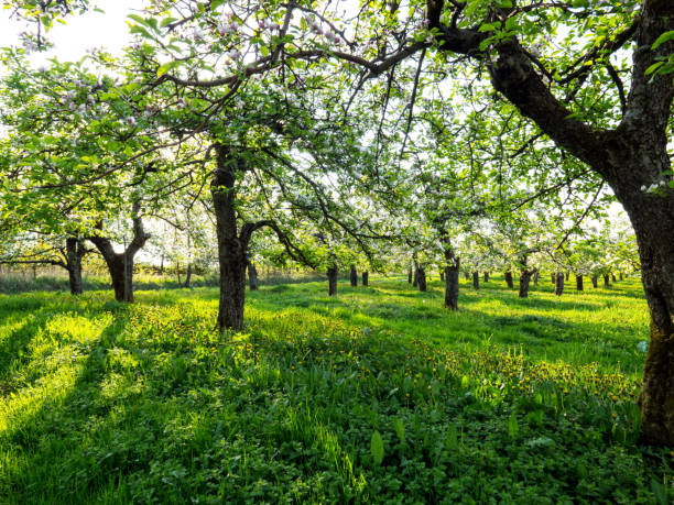 istock Blooming old orchard in the morning sun 951837190