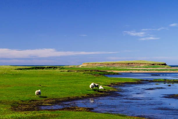 istock Animals by the river in Iceland side view 951837198