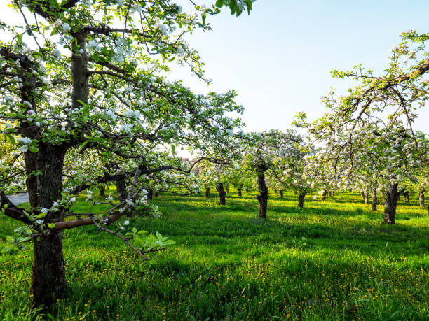 istock Blooming old orchard in the morning sun 951837208