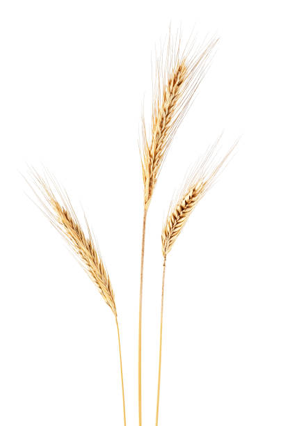 istock Ear of rye on a white background 951840190