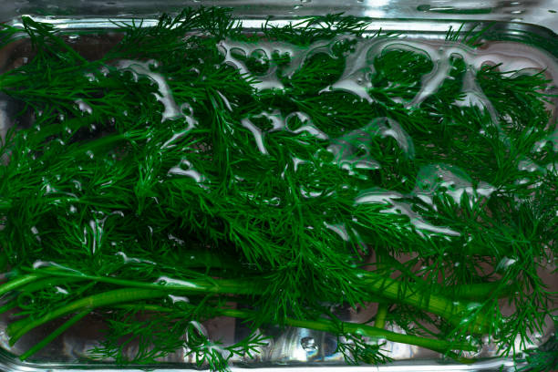 świeży koperek w wodzie w szklanej misce. zielone liście rocznego żwiru anethum, używane jako zioło i przyprawy. pojedyncze makro jedzenie zdjęcie z bliska z góry na wodzie - herb plant dill frond zdjęcia i obrazy z banku zdjęć