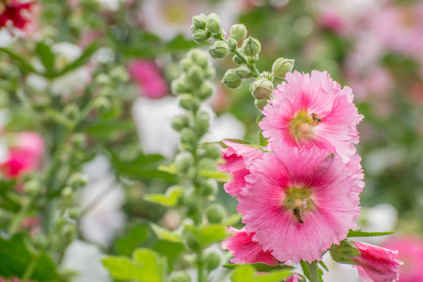 istock Flowers ground on a stone,Flowers Holly Hock (Hollyhock) 951842080