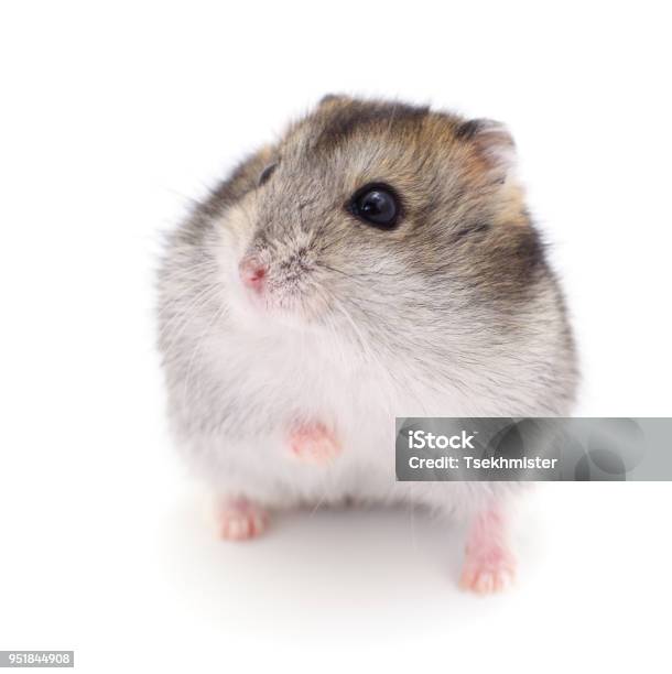 Small Domestic Hamster Stock Photo - Download Image Now - Animal, Cute, Domestic  Animals - iStock