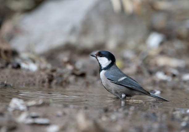istock The Cinereous tit 951846096
