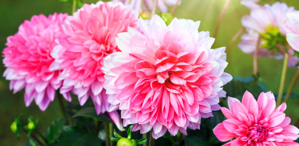istock Pink dahlia flowers isolated 951846154