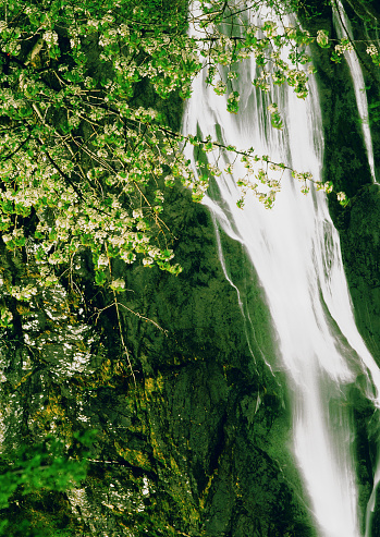 waterfall forest lush green rapid mountain scenic landscape colour image