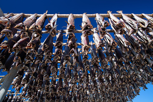 Lofoten Cod fish hanging on scaffolding in winter
