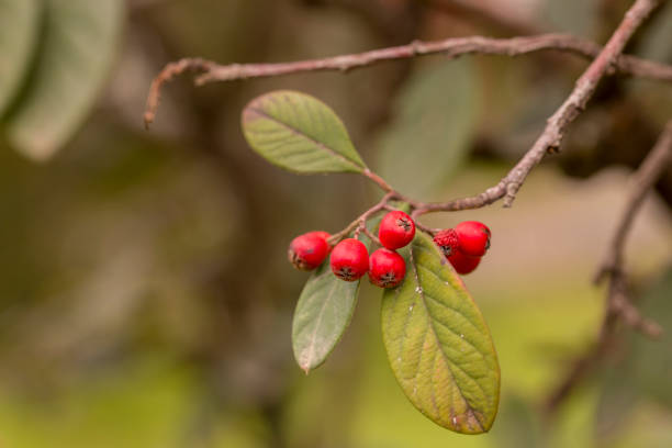 istock red nettle and green leaves in nature 951846738