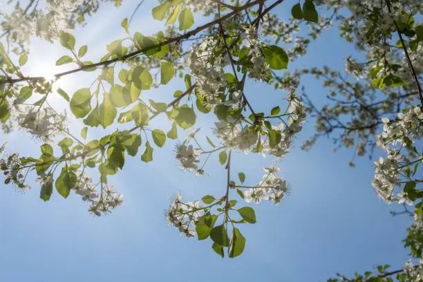 White spring blossom growing on the branch of a tree with fresh young green leaves backlit by the sun against a blue sky