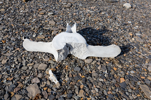Whale bones lies on a pebble beach in Spitsbergen, Norway