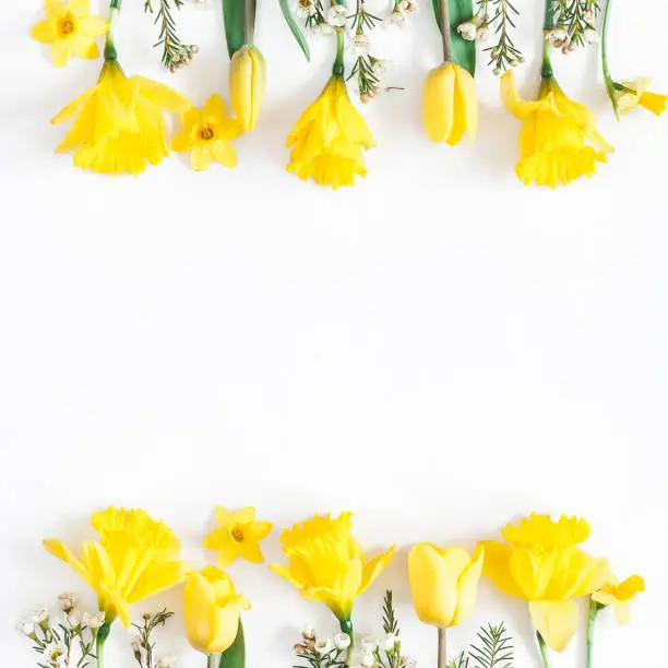 Photo of Spring narcissus and tulip flowers. Flat lay, top view