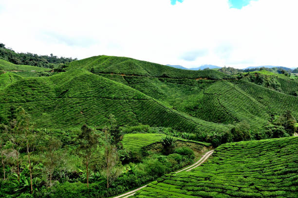 istock Malaysia Cameron Highlands 951847690