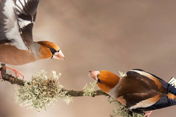 istock Hawfinch (Coccothraustes coccothraustes) with spread wings pass each other food 951847756