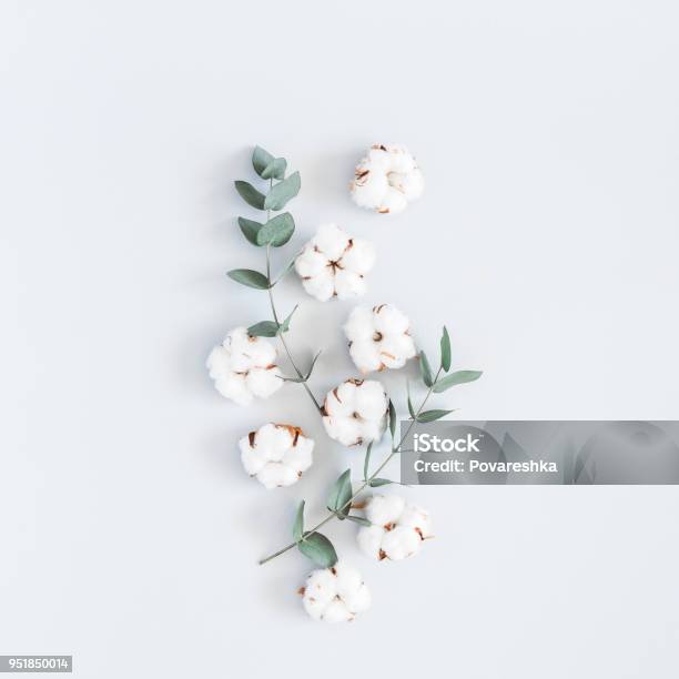 綿の花ユーカリの枝フラットを置く広場平面図 - 花のストックフォトや画像を多数ご用意 - 花, ワタの木, 木綿