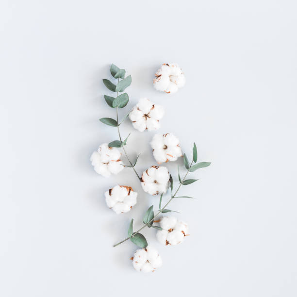 Cotton flowers and eucalyptus branches. Flat lay, top view, square