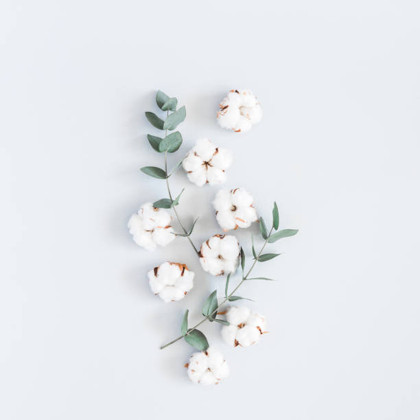 Cotton flowers and eucalyptus branches. Flat lay, top view, square Flowers composition. Pattern made of cotton flowers and eucalyptus branches on pastel blue background. Flat lay, top view, square cotton stock pictures, royalty-free photos & images