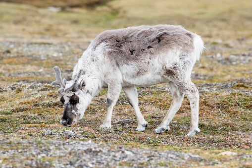 Caribou is on the search for food in the barren landscape of Spitsbergen
