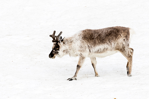 Caribou is running over a snowfield in Spitsbergen, Svalbard, Norway