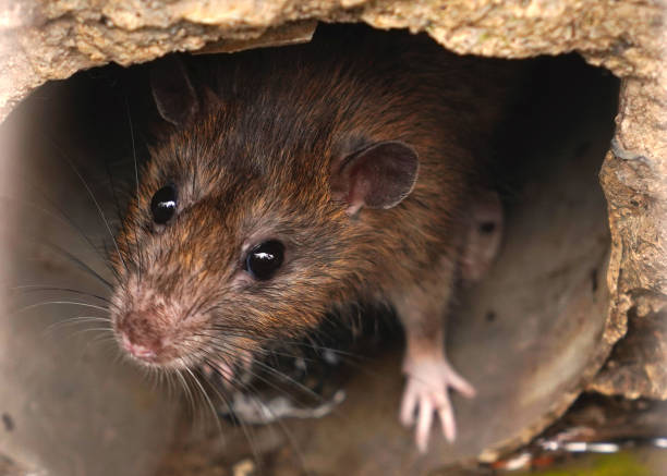 il primo piano del topo su una fogna potrebbe essere visto dalla griglia di scarico - ratto foto e immagini stock