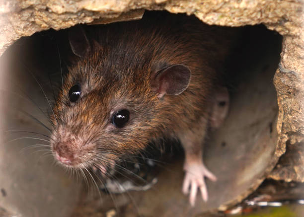 closeup de rato de esgoto pode abelha vista de grelha de drenagem - ratazana - fotografias e filmes do acervo