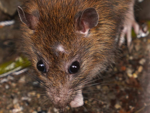 istock Closeup of rat on a sewer could bee seen from drain grate 951851352