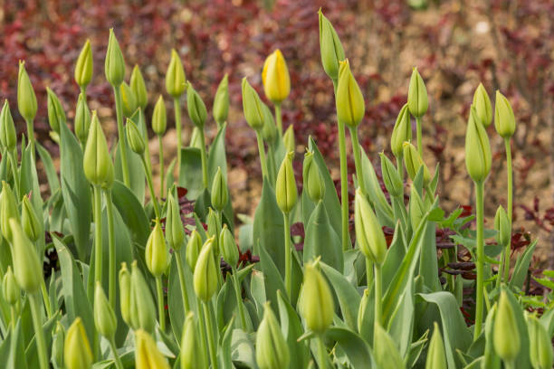 istock unopened tulip buds in nature 951855306