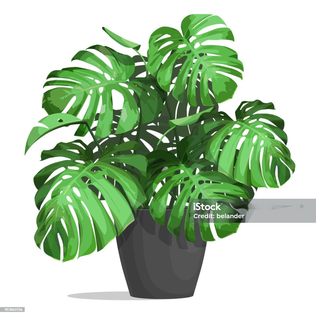 monstera in a pot Monstera in a pot. Tropical plant for interior decor of home or office. Vector illustration isolated on white background. Plant stock vector
