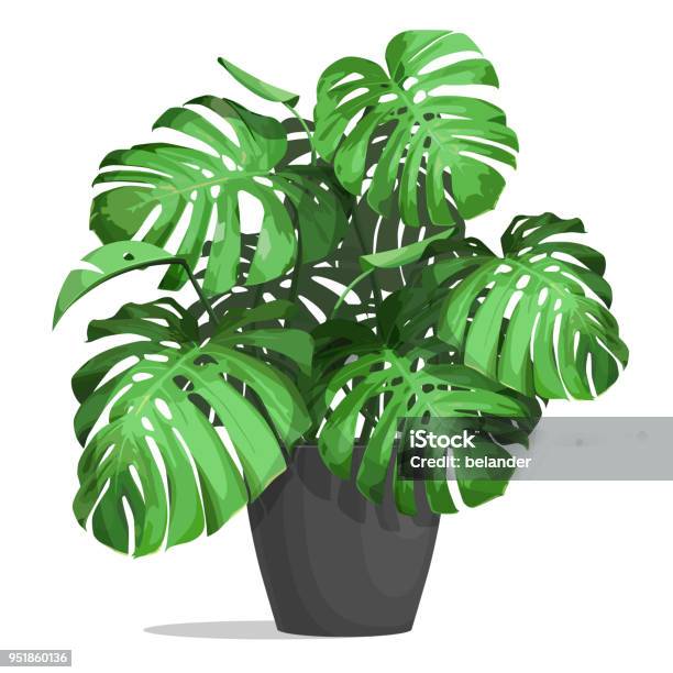 Monstera In A Pot Stock Illustration - Download Image Now - Plant, Potted Plant, Office