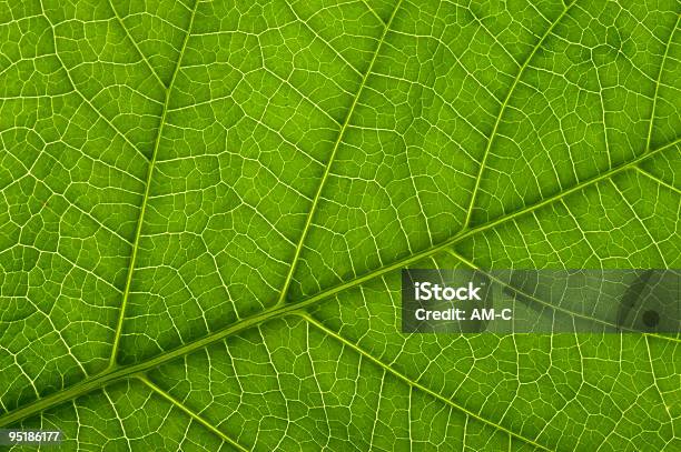 Blatt Stockfoto und mehr Bilder von Bildhintergrund - Bildhintergrund, Blatt - Pflanzenbestandteile, Engelstrompete