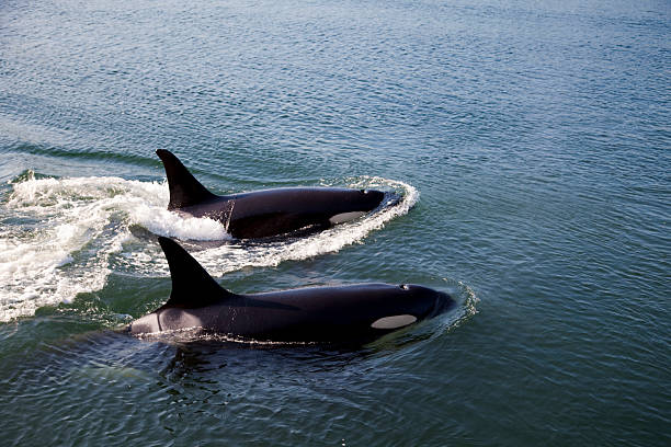 Dos de las Orcas piscina - foto de stock