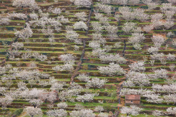 istock Cherry blossom in Jerte Valley hills, Caceres. Spring in Spain 951864150