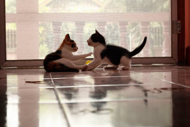 istock small cute 5 week old colorful shorthaired kitten playing inside on tiled floor, Thailand 951865336