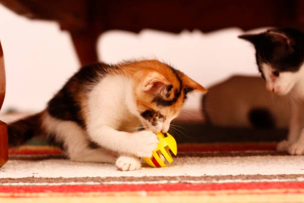 istock small cute 5 week old colorful shorthaired kitten playing inside on tiled floor, Thailand 951865458