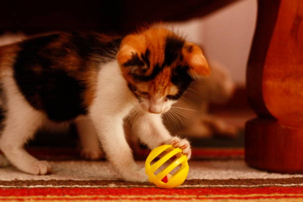 istock small cute 5 week old colorful shorthaired kitten playing inside on tiled floor, Thailand 951865488