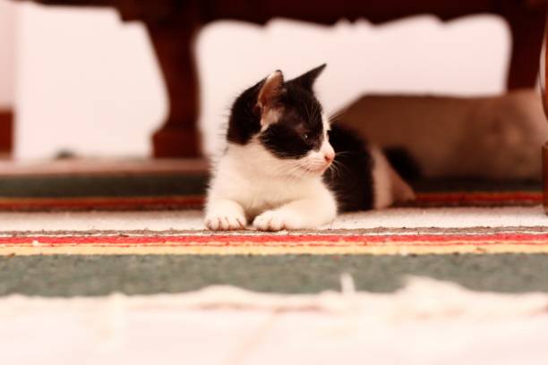 istock small cute 5 week old colorful shorthaired kitten playing inside on tiled floor, Thailand 951865494