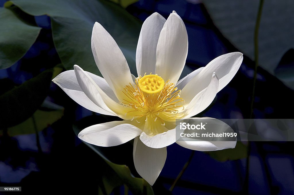 Lotus - Royalty-free Aberto Foto de stock
