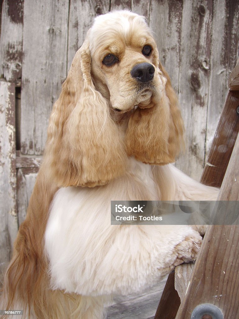 cocker spaniel portrait  American Culture Stock Photo