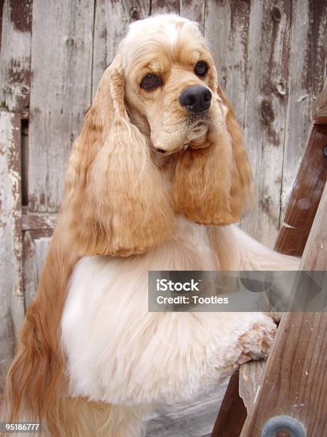 Cocker Spaniel Portrait Stock Photo - Download Image Now - American Culture, Animal, Animal Tricks